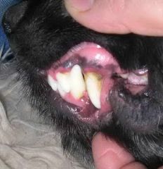 начало налета на зубах - 3 года собаке