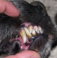 развитие зубного камня - 8 лет собаке
