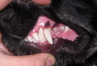 чистые зубы годовалой собаки